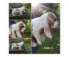 3 males and 2 females adorable puppies of Basset Hound - 4