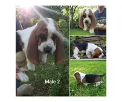 3 males and 2 females adorable puppies of Basset Hound - 5