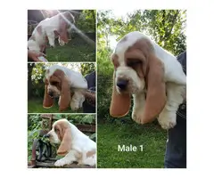 3 males and 2 females adorable puppies of Basset Hound - 6