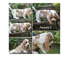 3 males and 2 females adorable puppies of Basset Hound - 7