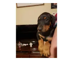Doberman puppy - 1