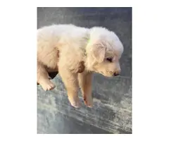 5 Great Pyrenees puppies for sale - 2