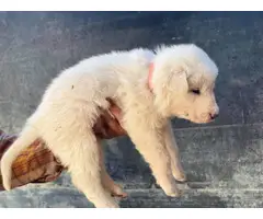 5 Great Pyrenees puppies for sale - 4