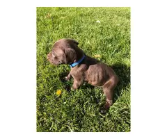 Purebred German Shorthaired Pointer Puppies for Sale - 3