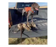 Purebred German Shorthaired Pointer Puppies for Sale - 11