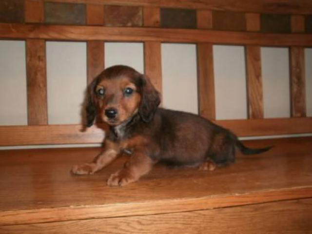 3 Females Mini Dachshund Puppies for Sale in Brownton