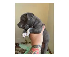 5 blue pit Puppies looking for new family