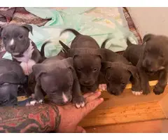 5 blue pit Puppies looking for new family - 2