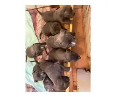 5 blue pit Puppies looking for new family - 3