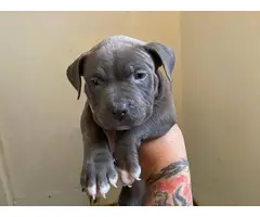 5 blue pit Puppies looking for new family - 5