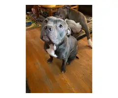5 blue pit Puppies looking for new family - 6