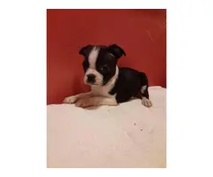 5 lovable Boston terrier puppies