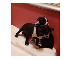 puppies terrier boston lovable