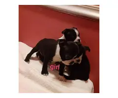 5 lovable Boston terrier puppies - 2