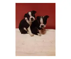5 lovable Boston terrier puppies - 3
