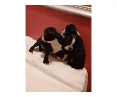 5 lovable Boston terrier puppies - 4