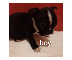 5 lovable Boston terrier puppies - 5