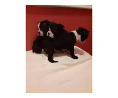 5 lovable Boston terrier puppies - 6