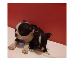 5 lovable Boston terrier puppies - 7