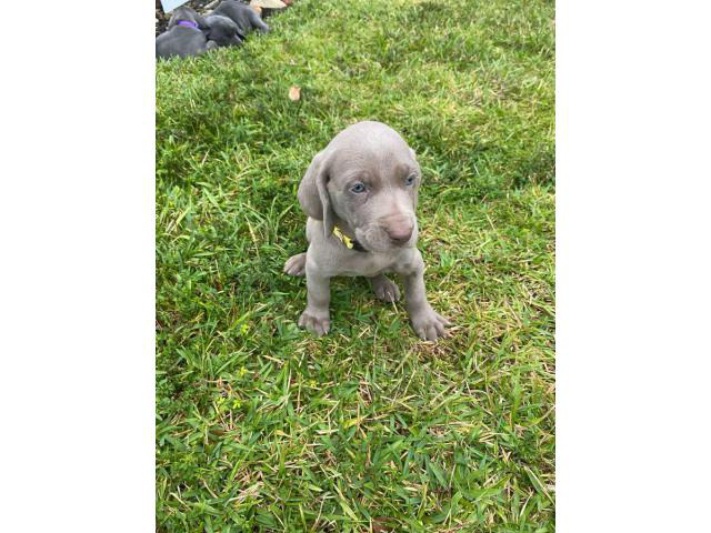 43 HQ Pictures Blue Weimaraner Puppies Near Me : 2 Blue Weimaraner Puppies in Sacramento, California ...