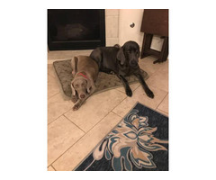 45 Best Photos Blue Weimaraner Puppies For Sale In Arizona : View Ad: Neapolitan Mastiff-Weimaraner Mix Litter of ...