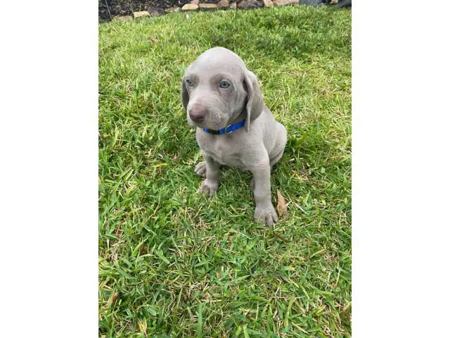 Blue and grey Weimaraner puppies - 6/14