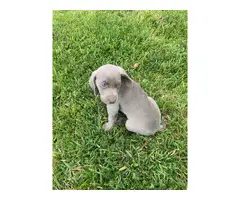 Blue and grey Weimaraner puppies - 8