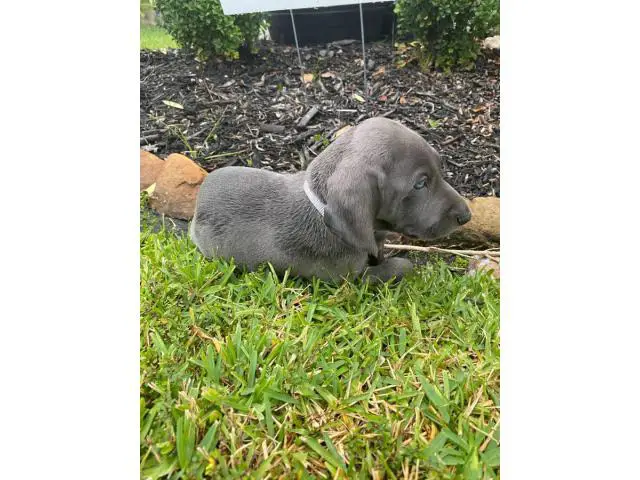 Blue and grey Weimaraner puppies - 9/14