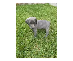 Blue and grey Weimaraner puppies - 12
