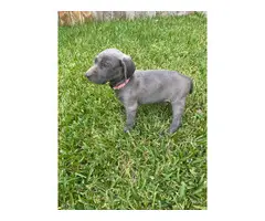 Blue and grey Weimaraner puppies - 13