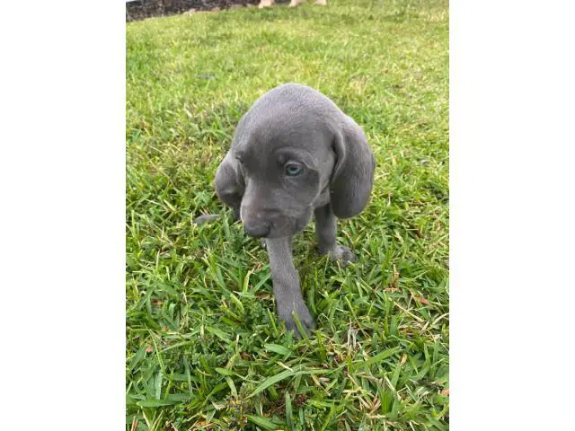 Blue and grey Weimaraner puppies - 14/14