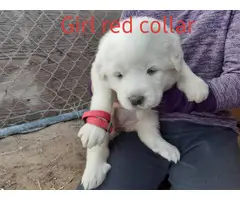 Adorable Great Pyrenees puppies - 5