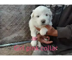 Adorable Great Pyrenees puppies - 6