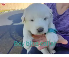 Adorable Great Pyrenees puppies - 7