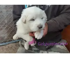Adorable Great Pyrenees puppies - 8
