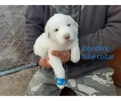 Adorable Great Pyrenees puppies - 9