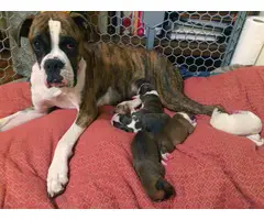 5 Pure breed boxer puppies available