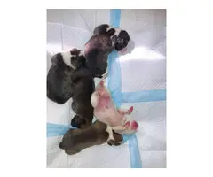 5 Pure breed boxer puppies available - 2
