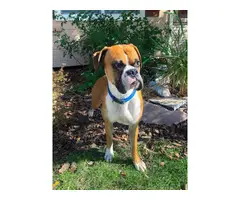 5 Pure breed boxer puppies available - 3