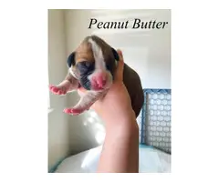 5 Pure breed boxer puppies available - 10