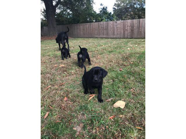 8 weeks old black Lab puppies in Greensboro, North ...