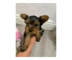 2 girls and a boy teacup Yorkie puppies - 4