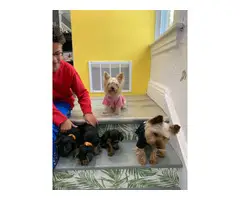 2 girls and a boy teacup Yorkie puppies - 5