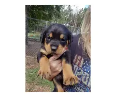 3 Rottweiler puppies for sale