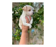 3 Chihuahua puppies available to good home - 7
