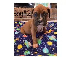 5 boys and 4 girls adorable Boxer puppies - 2