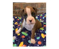 5 boys and 4 girls adorable Boxer puppies - 4