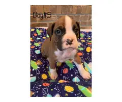 5 boys and 4 girls adorable Boxer puppies - 5