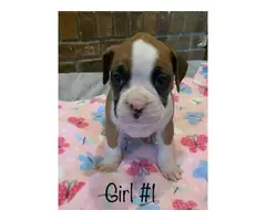 5 boys and 4 girls adorable Boxer puppies - 6