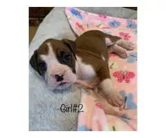 5 boys and 4 girls adorable Boxer puppies - 7